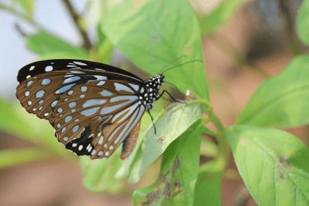 butterfly on leaf