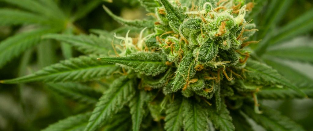 Medical Marijuand Card